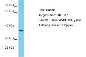 Host: Rabbit Target Name: OR10A7 Sample Type: A549 Whole Cell lysates Antibody Dilution: 1.