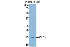 Western Blotting (WB) image for anti-Transforming Growth Factor, beta 1 (TGFB1) (AA 279-390) antibody (ABIN3201312) (TGFB1 antibody  (AA 279-390))