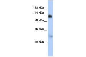 Western Blotting (WB) image for anti-Nuclear Transcription Factor, X-Box Binding 1 (NFX1) antibody (ABIN2460119)