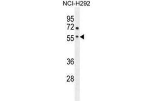 ADORA2A Antibody (Center) western blot analysis in NCI-H292 cell line lysates (35 µg/lane).