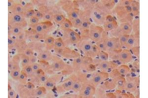 Detection of TBG in Human Liver Tissue using Polyclonal Antibody to Thyroxine Binding Globulin (TBG) (SERPINA7 antibody  (AA 128-415))