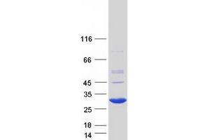 Validation with Western Blot (RBPMS2 Protein (Myc-DYKDDDDK Tag))