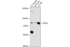 Western blot analysis of extracts of various cell lines, using PTCD1 antibody (ABIN7269203) at 1:3000 dilution. (PTCD1 antibody  (AA 435-537))