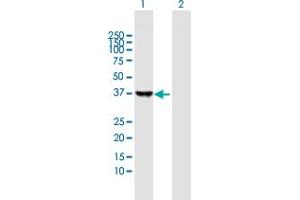 Western Blot analysis of SAE1 expression in transfected 293T cell line by SAE1 MaxPab polyclonal antibody. (SAE1 antibody  (AA 1-346))