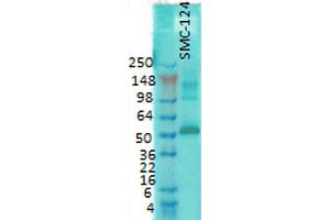 Western Blot analysis of Rat brain membrane lysate showing detection of CaMKII protein using Mouse Anti-CaMKII Monoclonal Antibody, Clone 6G9 . (CAMKII gamma antibody  (APC))