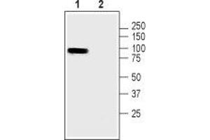 Western blot analysis of rat skeletal muscle lysate: - 1. (Pannexin 3 antibody  (Intracellular))