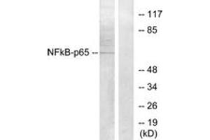 Western blot analysis of extracts from Raw264. (NF-kB p65 antibody  (AA 221-270))