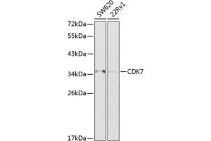 Western blot analysis of extracts of various cell lines, using CDK7 antibody (ABIN6129238, ABIN6138325, ABIN6138327 and ABIN6216762) at 1:1000 dilution. (CDK7 antibody  (AA 1-346))
