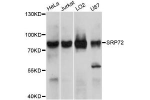 Western blot analysis of extracts of various cell lines, using SRP72 antibody (ABIN5999463) at 1/1000 dilution. (SRP72 antibody)