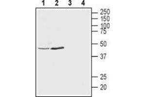 Western blot analysis of rat brain synaptosomal fraction (lanes 1 and 3) and mouse brain lysates (lanes 2 and 4): - 1,2. (KCNK12 antibody  (1st Extracellular Loop))