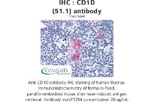 Image no. 1 for anti-CD1d Molecule (CD1D) antibody (ABIN1724073) (CD1d antibody)