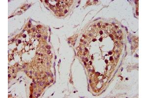 IHC image of ABIN7142012 diluted at 1:600 and staining in paraffin-embedded human testis tissue performed on a Leica BondTM system. (PDP antibody  (AA 1-154))