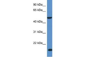 WB Suggested Anti-INPP5K Antibody Titration: 1. (INPP5K antibody  (C-Term))