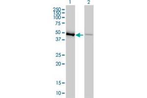 Western Blot analysis of EEF1G expression in transfected 293T cell line by EEF1G monoclonal antibody (M01), clone 3F11-1A10.