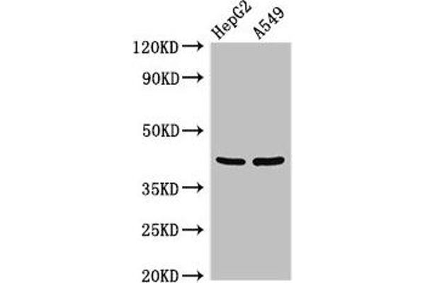 PITX2 antibody  (AA 40-154)