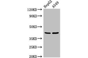 Western Blot Positive WB detected in: HepG2 whole cell lysate, A549 whole cell lysate All lanes: PITX2 antibody at 3 μg/mL Secondary Goat polyclonal to rabbit IgG at 1/50000 dilution Predicted band size: 36, 31 kDa Observed band size: 42 kDa (PITX2 antibody  (AA 40-154))