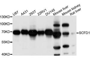 Western blot analysis of extracts of various cell lines, using SCFD1 antibody (ABIN5996176) at 1/1000 dilution. (SCFD1 antibody)