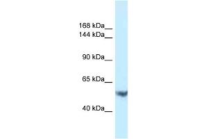 Western Blotting (WB) image for anti-Ephrin Type A Receptor 1 (EPHA1) (C-Term) antibody (ABIN2774316)