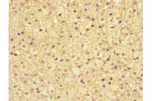 Immunohistochemistry of paraffin-embedded human adrenal gland tissue using ABIN7171007 at dilution of 1:100 (SOCS5 antibody  (AA 1-270))