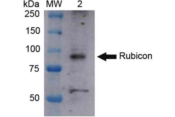 Rubicon 抗体  (N-Term) (Atto 594)