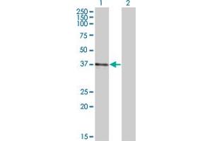 Western Blot analysis of B3GAT3 expression in transfected 293T cell line by B3GAT3 monoclonal antibody (M01A), clone 4C12.