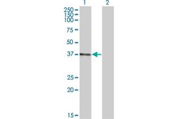 B3GAT3 antibody  (AA 236-335)