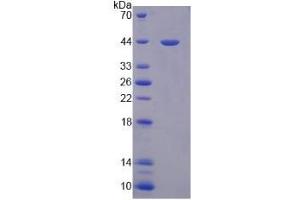 Image no. 1 for Paraoxonase 3 (PON3) (AA 2-354) protein (His tag) (ABIN6236963) (PON3 Protein (AA 2-354) (His tag))