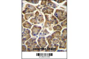CCDC90B Antibody immunohistochemistry analysis in formalin fixed and paraffin embedded human pancreas tissue followed by peroxidase conjugation of the secondary antibody and DAB staining. (CCDC90B antibody  (AA 123-152))
