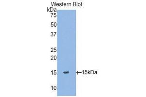 Western Blotting (WB) image for anti-Transforming Growth Factor, beta 2 (TGFB2) (AA 331-442) antibody (ABIN1078606) (TGFB2 antibody  (AA 331-442))