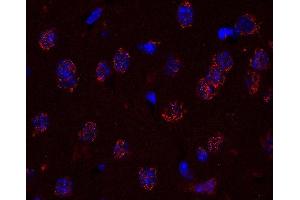 Indirect immunostaing of a PFA fixed paraffin embedded mouse brain section (dilution 1 : 200; red). (Golgin B1 (GOLGB1) antibody)