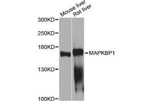 Western blot analysis of extracts of various cell lines, using MAPKBP1 antibody (ABIN2650930) at 1:1000 dilution. (MAPKBP1 antibody)
