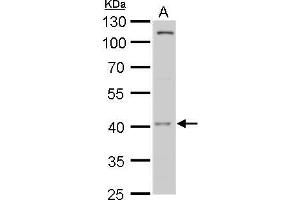 WB Image MOS antibody detects MOS protein by western blot analysis. (MOS antibody  (Center))