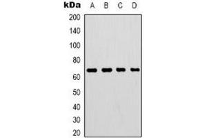 Western blot analysis of Lamin B1 expression in HepG2 (A), 293T (B), mouse brain (C), rat brain (D) whole cell lysates. (Lamin B1 antibody)