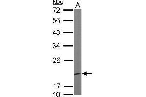 EEF1E1 antibody