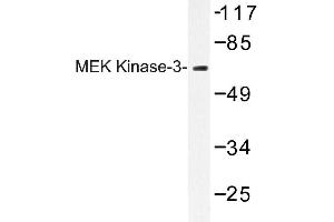 Image no. 1 for anti-Mitogen-Activated Protein Kinase Kinase 3 (MAP2K3) antibody (ABIN272249) (MAP2K3 antibody)