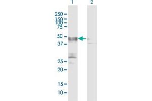 Western Blot analysis of PLA1A expression in transfected 293T cell line by PLA1A MaxPab polyclonal antibody.