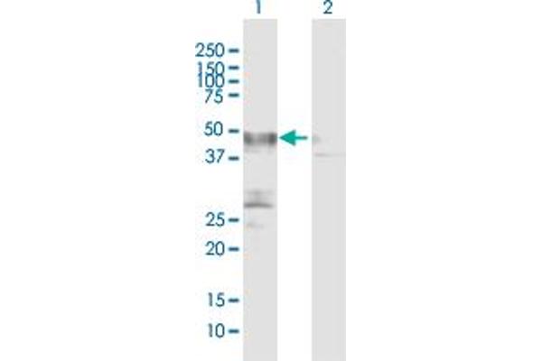 PLA1A Antikörper  (AA 1-456)