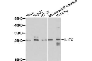 Western blot analysis of extracts of various cell lines, using IL17C antibody. (IL17C antibody)