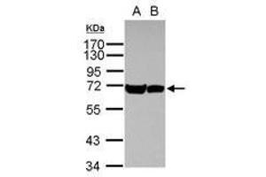 Image no. 1 for anti-Heat Shock 70kDa Protein 1A (HSPA1A) (AA 190-423) antibody (ABIN1498747) (HSP70 1A antibody  (AA 190-423))