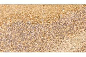 Detection of VEGFA in Rat Cerebellum Tissue using Monoclonal Antibody to Vascular Endothelial Growth Factor A (VEGFA)