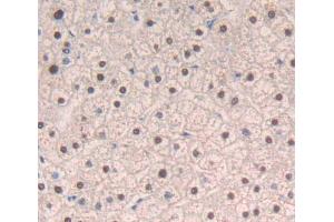 Used in DAB staining on fromalin fixed paraffin- embedded liver tissue (DIDO1 antibody  (AA 258-455))