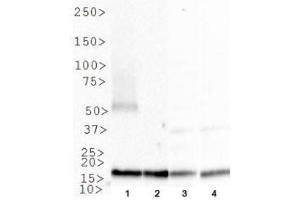 Image no. 3 for anti-Nudix (Nucleoside Diphosphate Linked Moiety X)-Type Motif 1 (NUDT1) (C-Term) antibody (ABIN363382) (NUDT1 antibody  (C-Term))