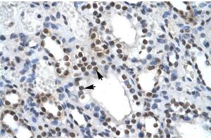 Human kidney (ILF2 antibody  (C-Term))