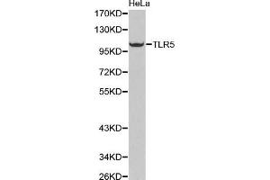 Western Blotting (WB) image for anti-Toll-Like Receptor 5 (TLR5) (AA 714-858) antibody (ABIN3022439) (TLR5 antibody  (AA 714-858))