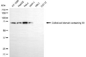 Western blotting analysis using coiled-coil domain containing 93 antibody (ABIN7798115).