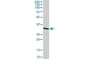 CASP3 MaxPab rabbit polyclonal antibody.