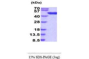 SDS-PAGE (SDS) image for Adenosine Kinase (ADK) (AA 1-361) (Active) protein (His tag) (ABIN6388126) (ADK Protein (AA 1-361) (His tag))
