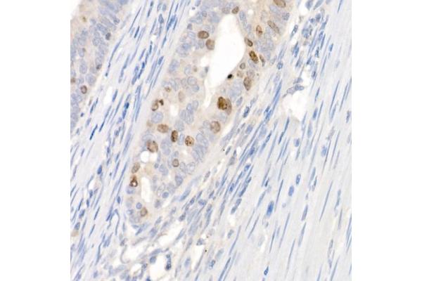 Survivin antibody  (AA 1-142)
