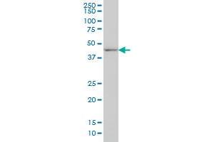 DLX2 monoclonal antibody (M04), clone 2B12 Western Blot analysis of DLX2 expression in NIH/3T3 . (DLX2 antibody  (AA 1-110))