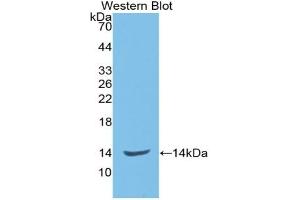 Detection of Recombinant ENG, Rat using Monoclonal Antibody to Endoglin (ENG) (Endoglin antibody  (AA 26-136))